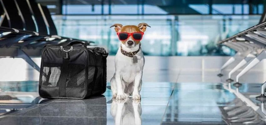 Spirit Airlines airplane – Pet travel guidelines and policy information