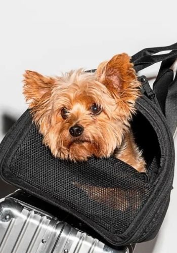 Turkish Airlines Pet Policy In Cabin