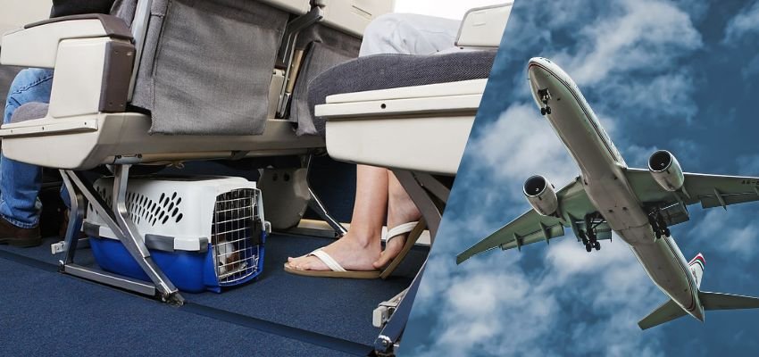 Ethiopian Airlines pet in-cabin