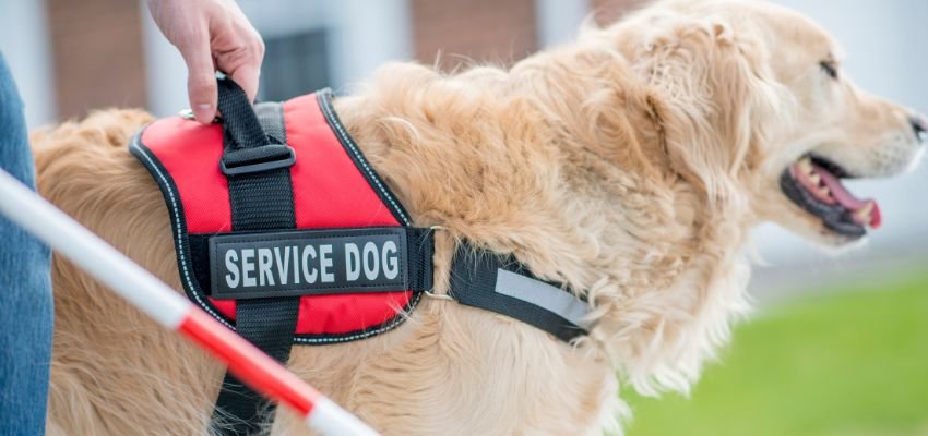 service dog on Ethiopian Airlines