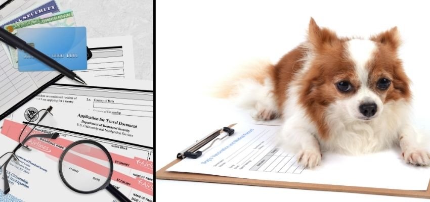 eva air pet travel documents