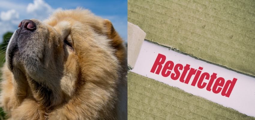 restricted breed on eva air flights