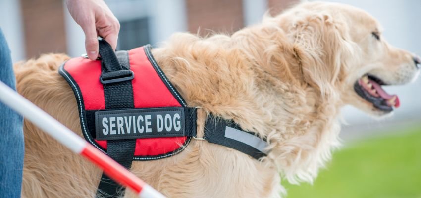 cathay pacific policy for service dogs